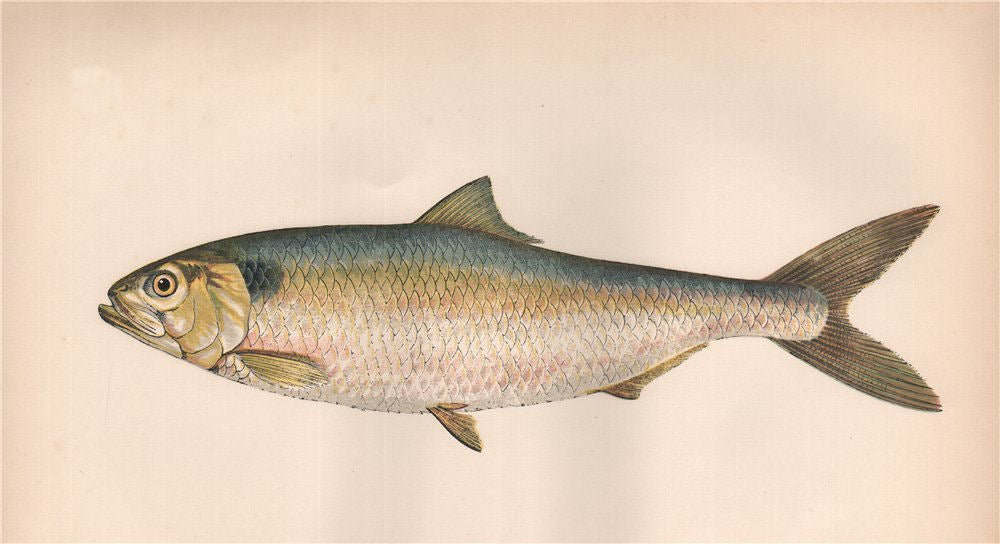 ALLIS SHAD Scadina Alewife Damin Herring Shad Clupea Alosa COUCH Fish 1862